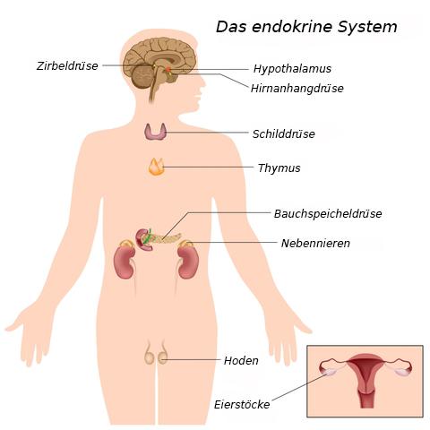 Endokrines System Hormonsystem