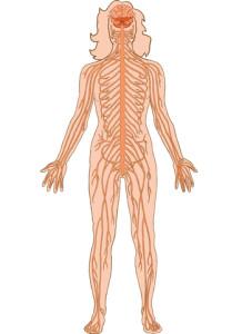 Nervensystem Übersicht